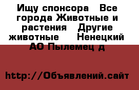 Ищу спонсора - Все города Животные и растения » Другие животные   . Ненецкий АО,Пылемец д.